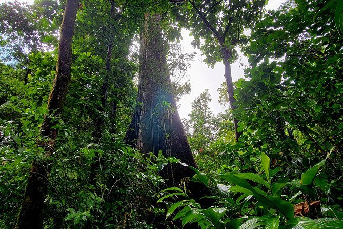 Full Day Hike Tour from Dominica - A Deep Dive into the Dominica Full Day Hike
