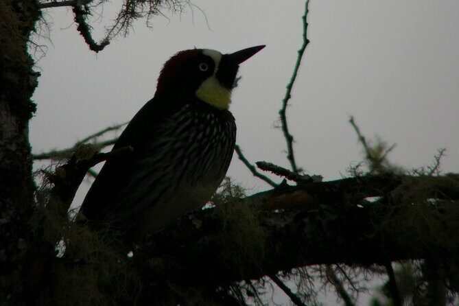 Full day hiking and bird watching at Savegre River San Gerardo near to San Jose - Exploring the Full-Day Bird Watching and Hiking Tour Near San Jose