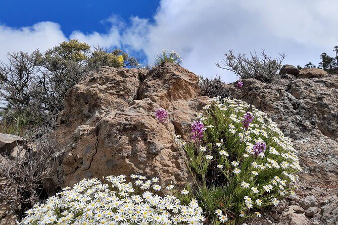 Full day Hiking Gran Canaria Peaks of Gran Canaria - Final Thoughts