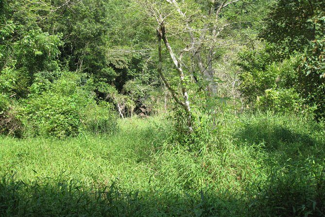 Full day hiking in Jungle of Cat Ba National park - An In-Depth Look at the Experience