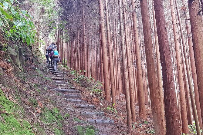 Full Day Hiking Trail Waterfalls- in Lomba de São Pedro - Azores - Who Should Consider This Tour?
