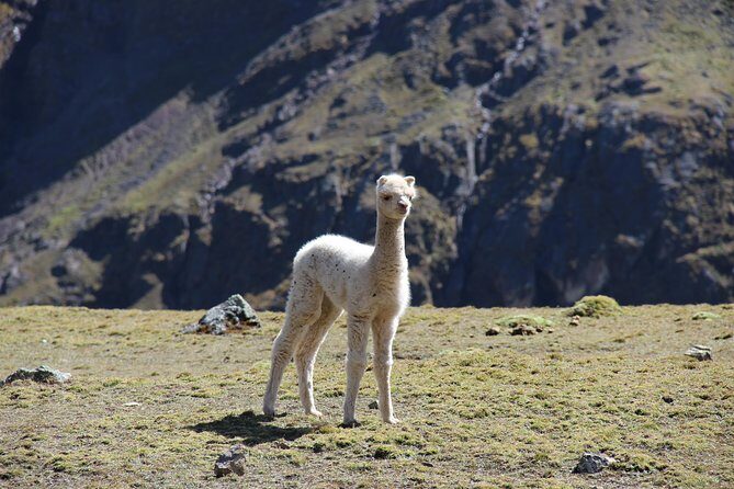 Full Day - Hiking Trip to The Rainbow Mountain from Cusco - Private - FAQ: Your Practical Questions Answered