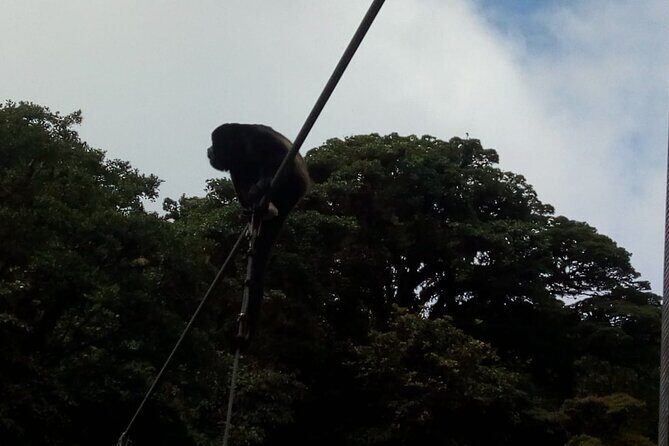 Full day hot springs at Arenal Volcano and hanging brides from San Jose - The Details of the Tour: What to Expect