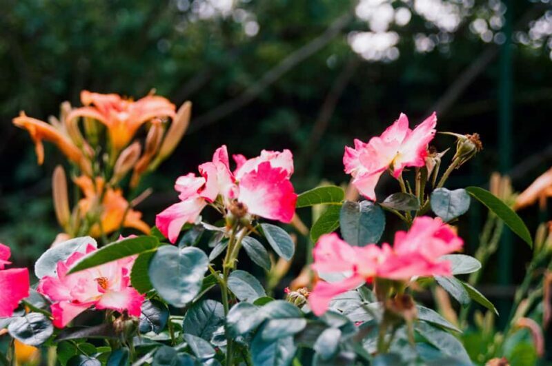 Full-day Impressionism Tour: Giverny and Marmottan - Key Points