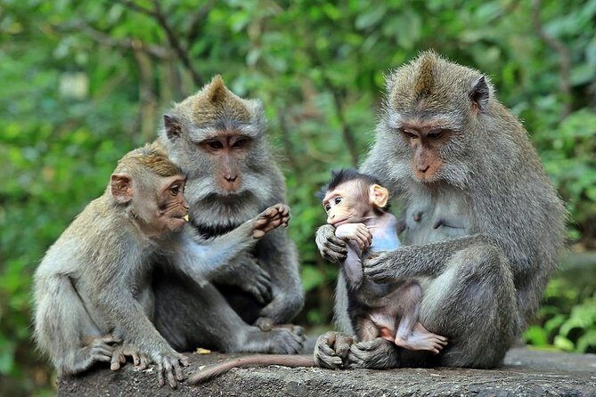 Full-Day in Bali: Amazing Ubud Tour - Detailed Review of the Ubud Tour