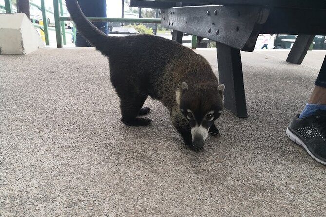 Full day Irazu volcano hiking and Cartago city Guided tour from San Jose - Key Points