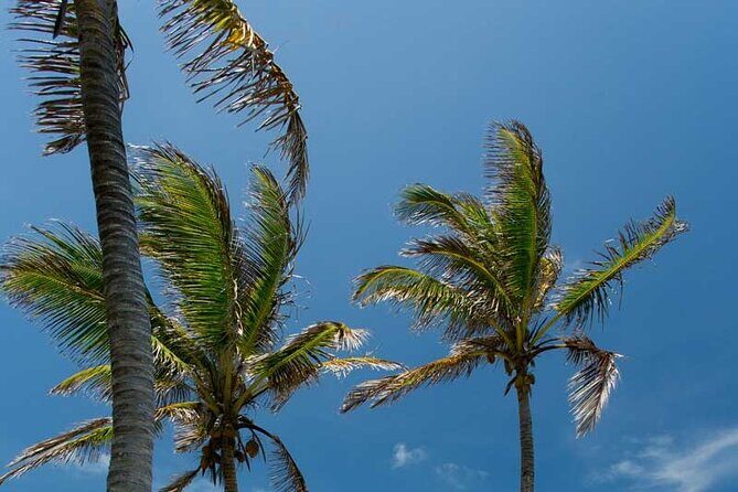 Full-Day Isla Contoy Sailing Nature Experience in Mujeres - FAQ