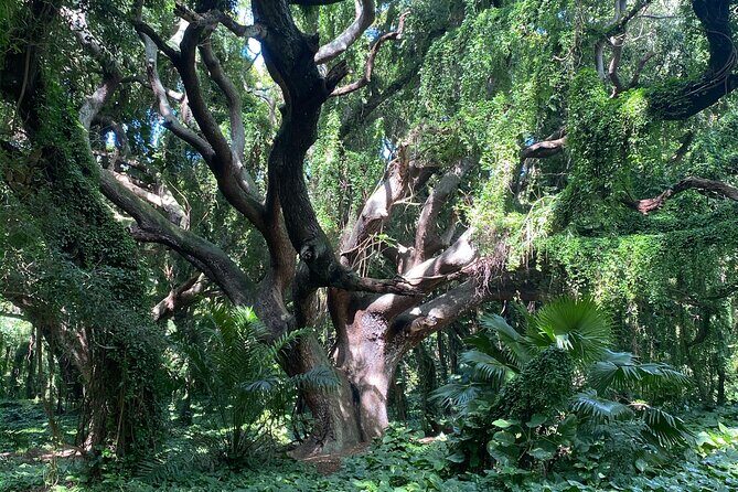 Full Day Island of Maui Private Tour - Analyzing the Cost and Value