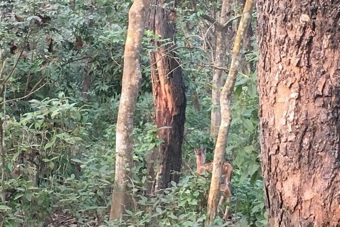 Full Day Jeep Safari in Chitwan National Park - Final Thoughts