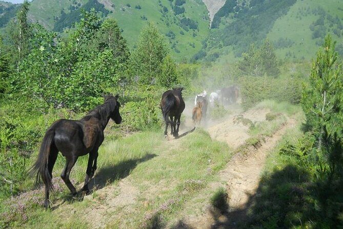 Full Day Jeep Safari Pelister Tour from Ohrid and or Bitola - A Deep Dive Into the Pelister Jeep Safari Experience