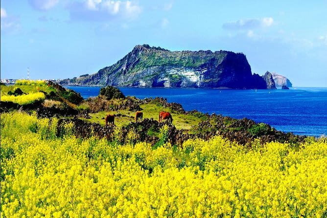 Full Day Jeju Private Customizable highlight Tour - An In-Depth Look at the Full Day Jeju Private Customizable Highlight Tour