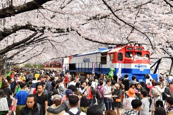 Full-Day Jinhae Cherry Blossom festival Private tour - A Deep Dive into the Full-Day Jinhae Cherry Blossom Private Tour