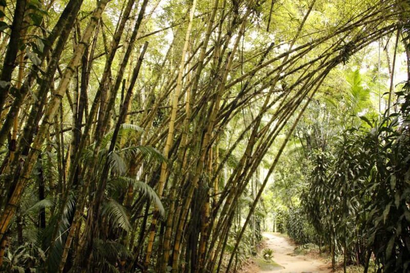 Full-Day Jungle Jeep Waterfall and Cachaça Distillery Tour - Experience the Best of Paraty’s Nature and Culture in a Single Day