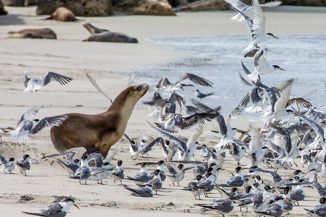 Full-Day Kangaroo Island Experience Departing from Kangaroo Island - In-Depth Review: What This Tour Offers and What It Means for You