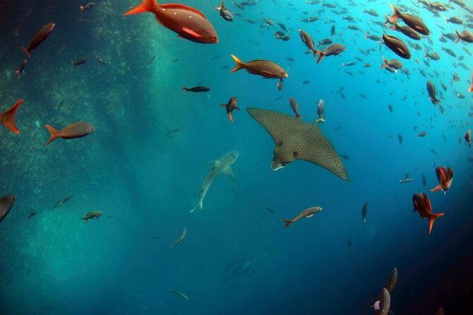 Full Day Kicker Rock - Key Points