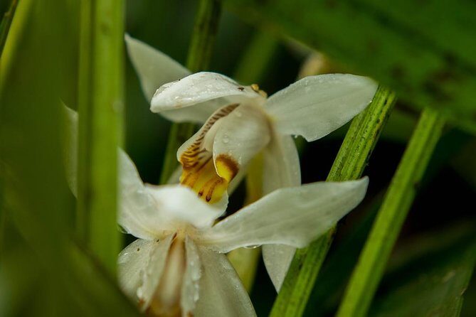 Full-Day Kinabalu Park and Poring Hot Spring Day Trip - FAQ
