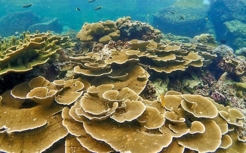 Full-Day Koh Lipe 5 points Snorkeling (East Zone) with Lunch - Exploring Koh Lipes East Zone: The Full Experience