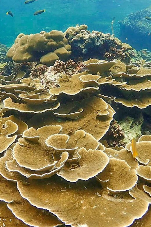 Full-Day Koh Lipe 5 points Snorkeling (East Zone) with Lunch - Who Would Love This Experience?