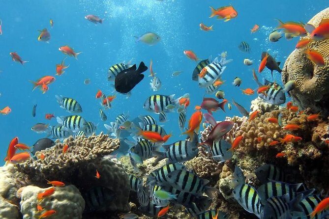 Full-Day Koh Phi Phi Scuba Diving Course from Phuket - Discover the Underwater World of Koh Phi Phi with a Full-Day Scuba Course from Phuket