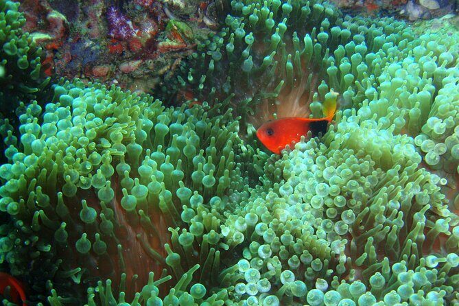 Full-Day Koh Phi Phi Scuba Diving Course from Phuket - Key Points