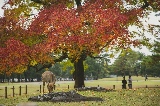 Full Day Kyoto and Nara Tour - Final Thoughts: Is This Tour Right for You?