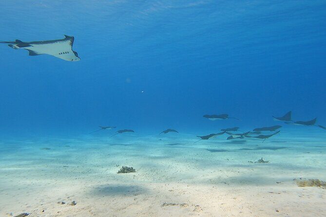 Full-day Lagoon Safari Tour with Lunch in Bora Bora - Shared tour - A Deep Dive into the Bora Bora Lagoon Safari