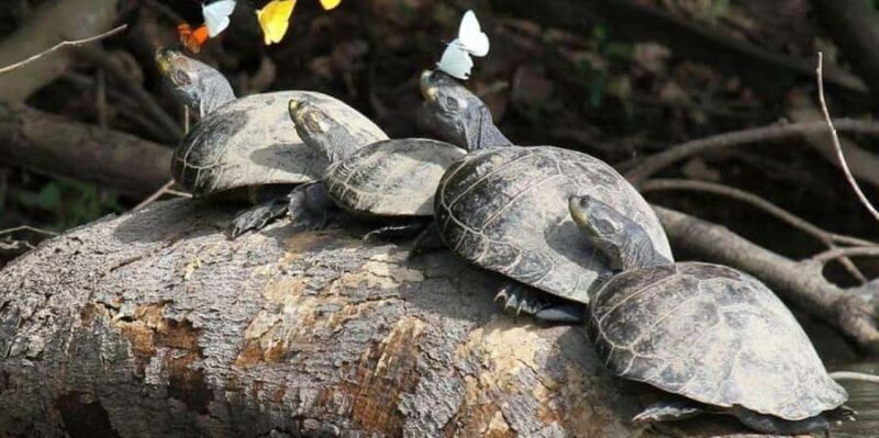 FULL DAY LAKE SANDOVAL & THE MONKEY HOUSE - Key Points