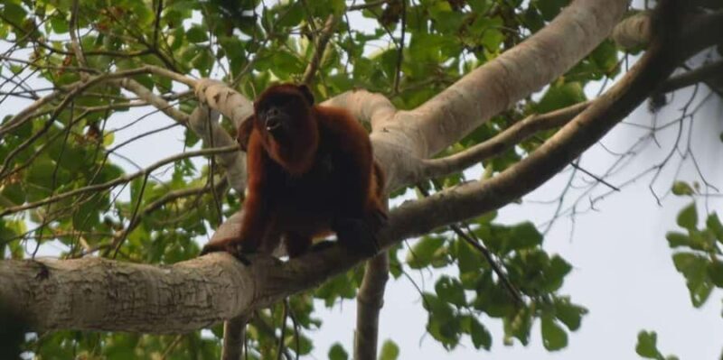 FULL DAY LAKE SANDOVAL & THE MONKEY HOUSE - Who Will Love This Tour?