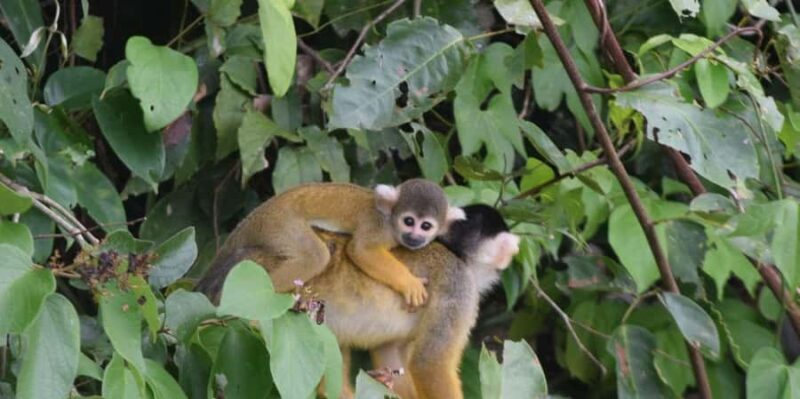 FULL DAY LAKE SANDOVAL & THE MONKEY HOUSE - Frequently Asked Questions