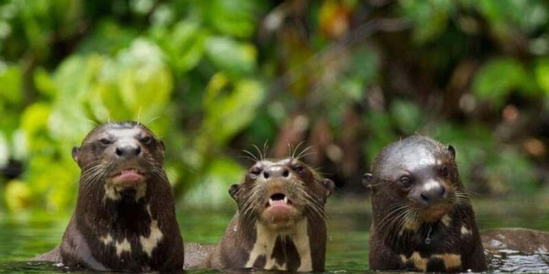 FULL DAY LAKE SANDOVAL & THE MONKEY HOUSE - Why This Tour Offers Great Value