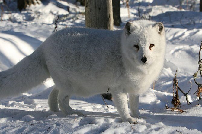 Full Day Lapland Tour, including Lunch and Dinner - Who Should Consider This Tour?