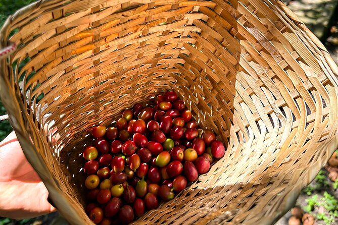 Full Day learning about the Process of the Best Coffee in the World - Exploring Colombia’s Coffee Culture: A Full-Day Experience in Bogotá