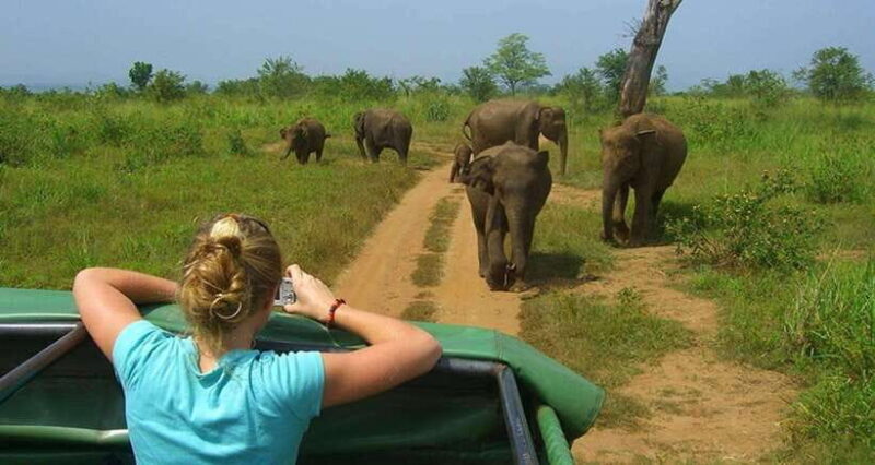 Full Day Leopard Safari at Yala and Traditional Curd Tasting - Authentic Experiences and Practical Tips