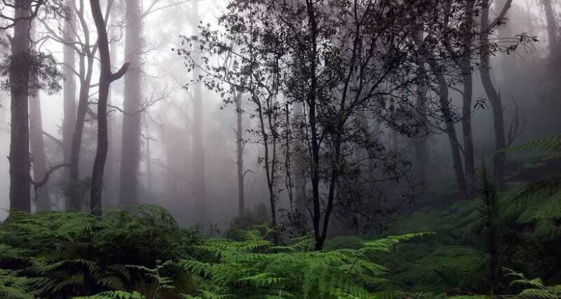 Full Day Leopard Safari at Yala and Traditional Curd Tasting - FAQ