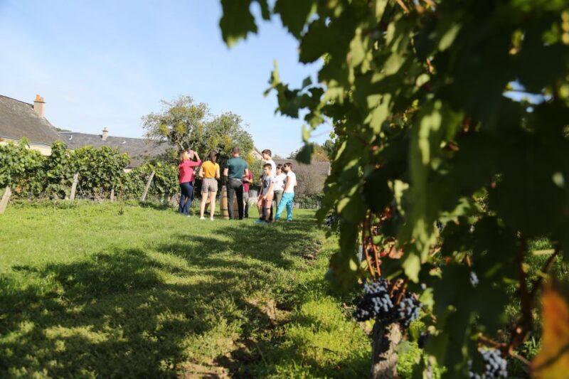 Full Day Loire Valley Wine Tour with lunch: Vouvray & Chinon - An In-Depth Look at the Loire Valley Wine Tour