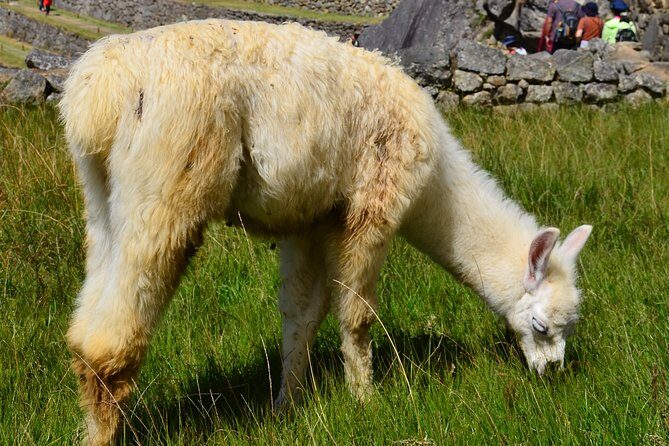 Full Day - Machu Picchu tour by Train - Group Service - Visiting Machu Picchu: What’s Inside