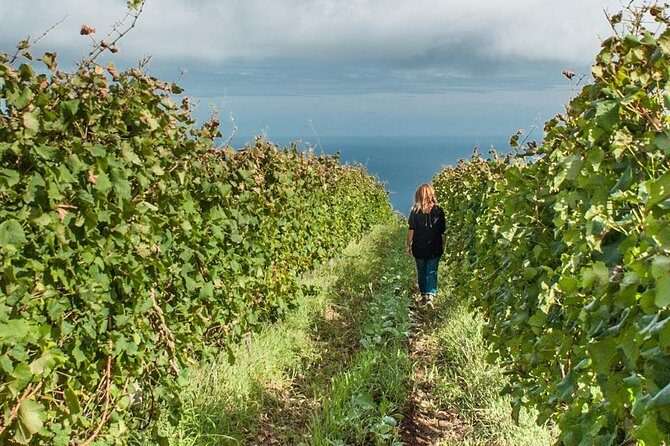 Full-Day Madeira Wine Tasting Tour with Lunch - In-Depth Review of the Madeira Wine Tasting Tour