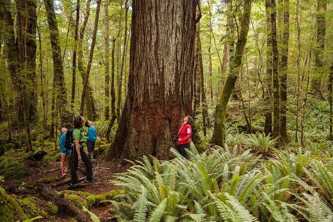 Full-Day Milford Sound Tour with Cruise and Walks from Te Anau - Discover Milford Sound on a Full-Day Tour from Te Anau