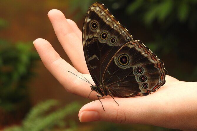 Full-Day Mindo Cloud Forest Tour Birdwatching Waterfalls and Hike - An In-Depth Look at the Mindo Cloud Forest Tour