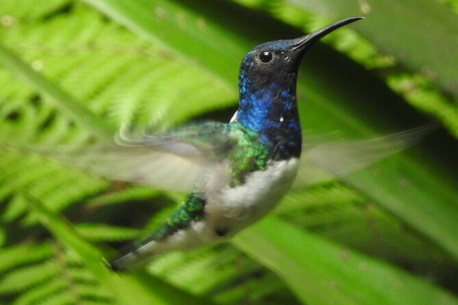 Full-Day Mindo Cloud Forest Tour Birdwatching Waterfalls and Hike - The Sum Up: Is This Tour Right for You?