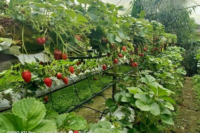 Full Day Mossy Forest Experience - A Deep Dive into the Cameron Highlands Full-Day Tour