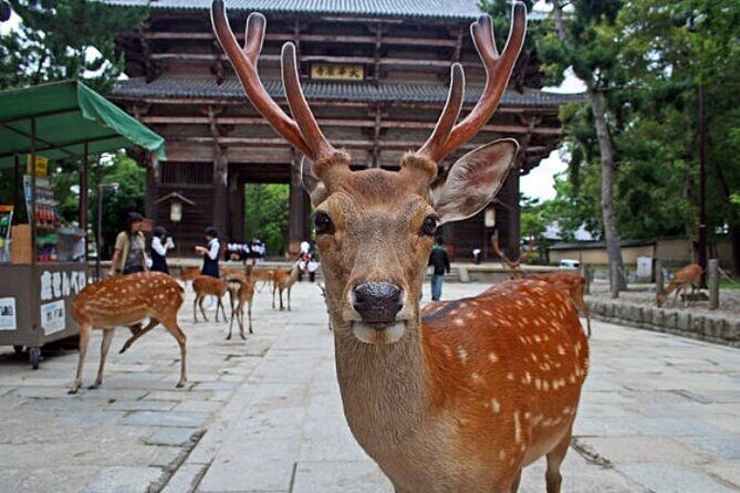 Full Day Nara Highlights Tour with Hotel Pick up and Drop off - Discovering Nara: The Details of the Full-Day Tour