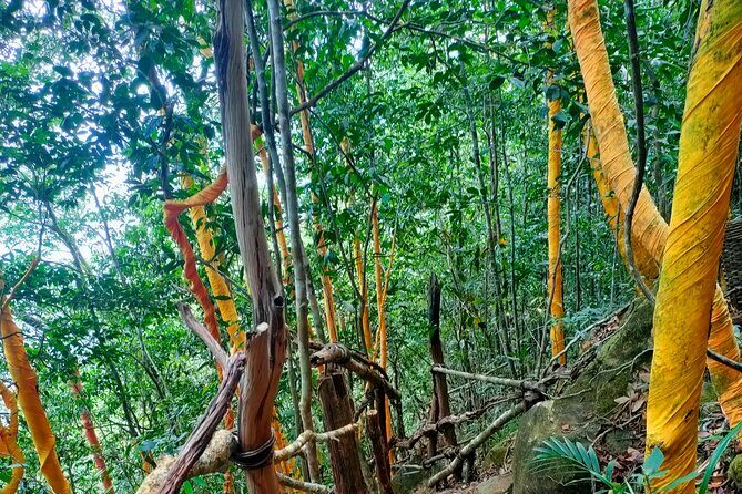 Full Day North of Phu Quoc Island Private Tour by Local Guide - Starfish Beach and Rach Vem Beach