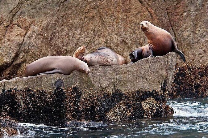 Full day Northwestern Glacier & Wildlife Tour from Seward - The Sum Up