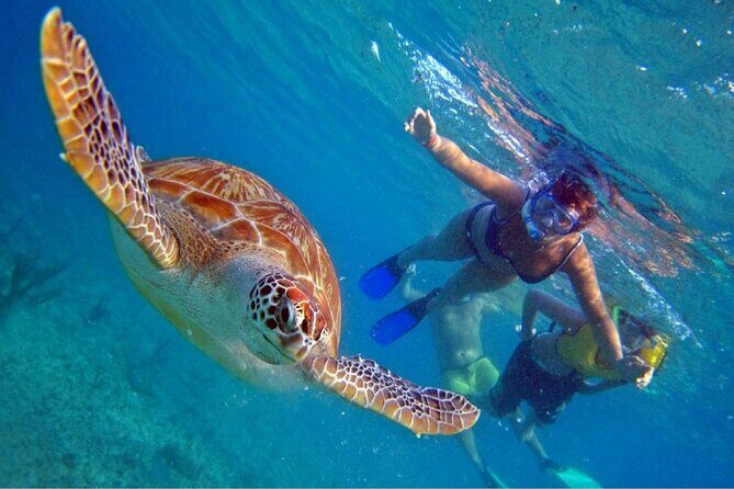 Full day Oahu´s North Shore Circle Island & Snorkeling w/ Turtles - Key Points