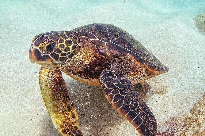 Full day Oahu´s North Shore Circle Island & Snorkeling w/ Turtles - An In-Depth Look at the Full Day Oahu’s North Shore Circle Island & Snorkeling Tour