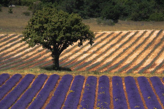 Full Day Ocean of Lavender in Valensole from Avignon - In-Depth: What to Expect on This Lavender Tour