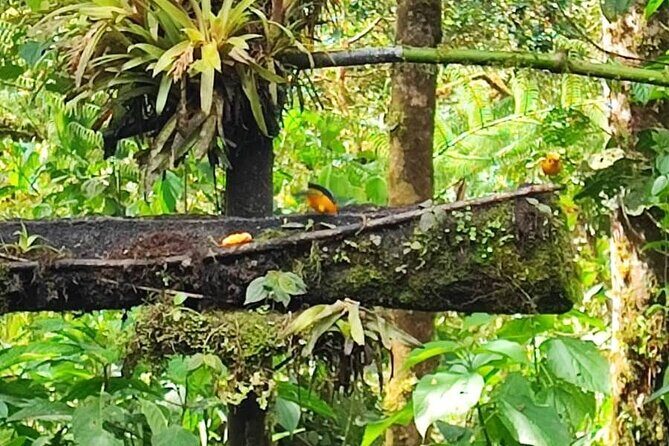 Full Day of Adventures in Mindo Area - Exploring Mindo: A Natural Paradise Close to Quito
