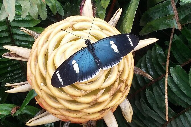 Full Day of Adventures in Mindo Area - The Sum Up: Is This Tour Right for You?