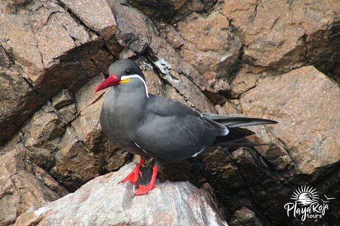 full day of Lima: Paracas and Huacachina ica in luxury mobility! - FAQs